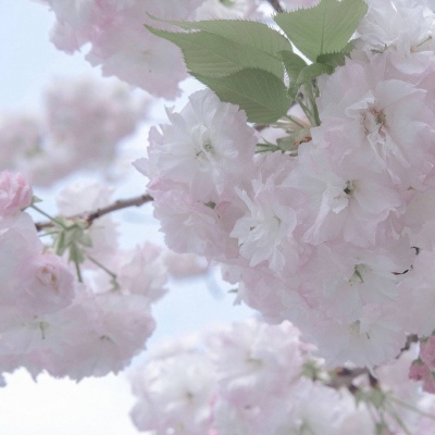 宕昌FurryQQ群介绍